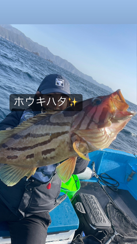 ホウキハタの釣果