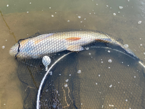 ソウギョの釣果