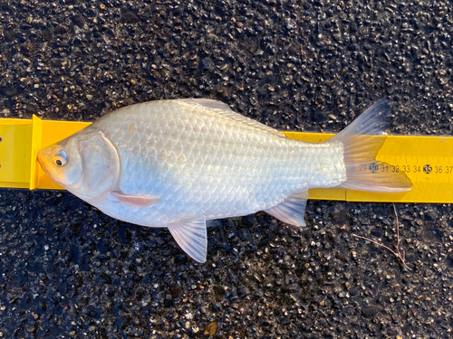 ヘラブナの釣果