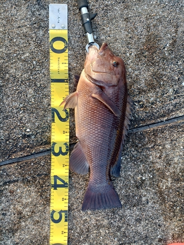 カンダイの釣果