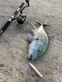 カスミアジの釣果