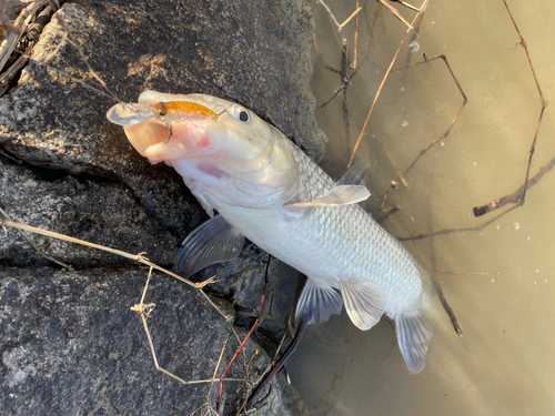 ニゴイの釣果