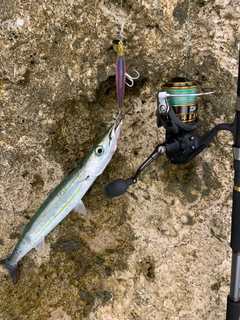 タイワンカマスの釣果