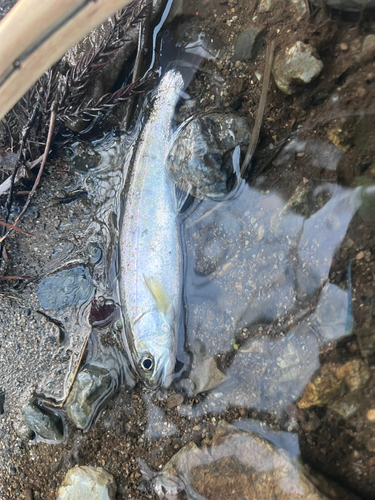 アマゴの釣果