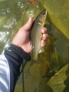 アユの釣果