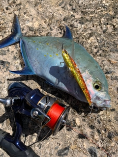 ナンヨウカイワリの釣果