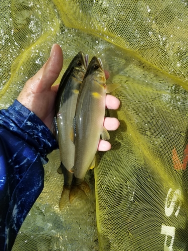 アユの釣果