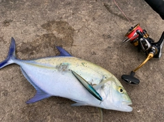 ナンヨウカイワリの釣果