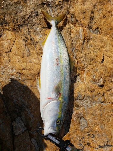 ツバスの釣果