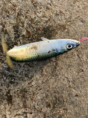 サバの釣果