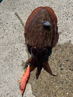 コウイカの釣果