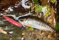 アマゴの釣果