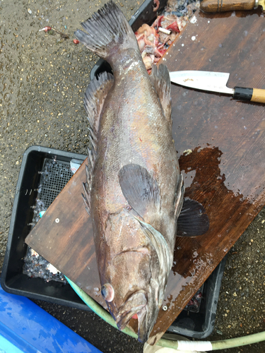 オオスジハタの釣果