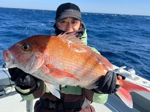 マダイの釣果