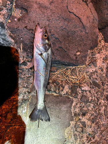 セイゴ（タイリクスズキ）の釣果