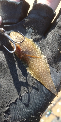 シタビラメの釣果