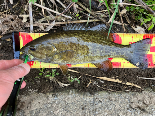 スモールマウスバスの釣果