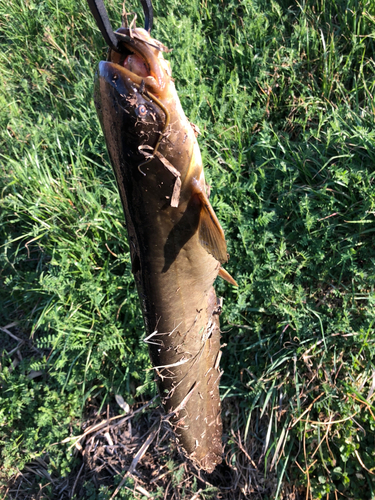 ナマズの釣果