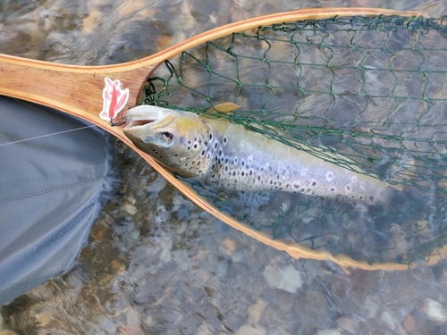 ブラウントラウトの釣果