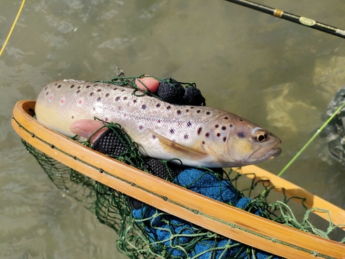 ブラウントラウトの釣果