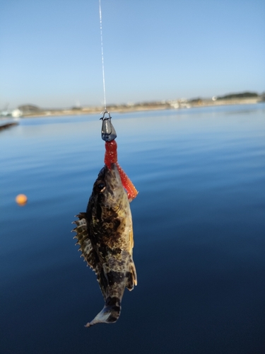 タケノコメバルの釣果