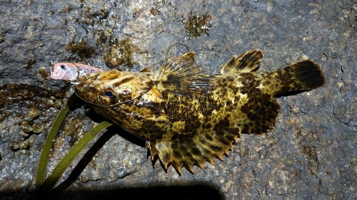 タケノコメバルの釣果