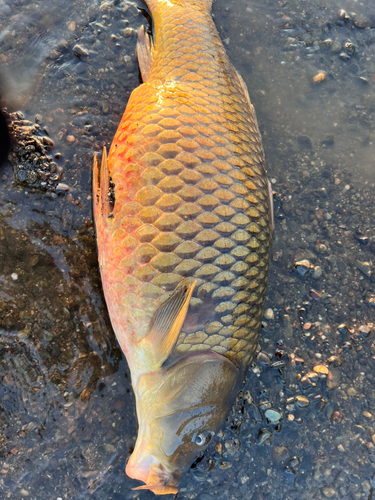 コイの釣果