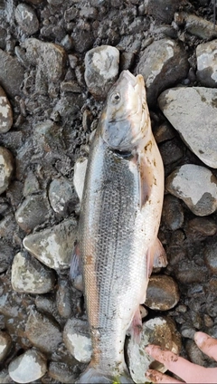 マルタウグイの釣果