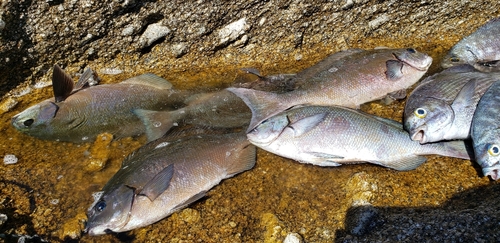 オナガグレの釣果