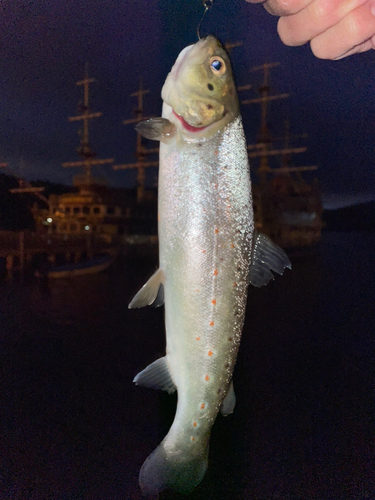 ニジマスの釣果