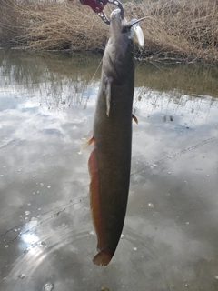 ナマズの釣果