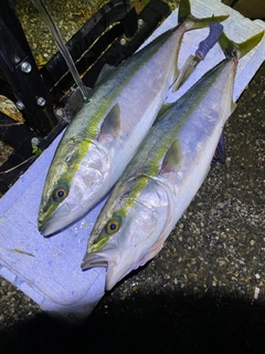 ツバスの釣果