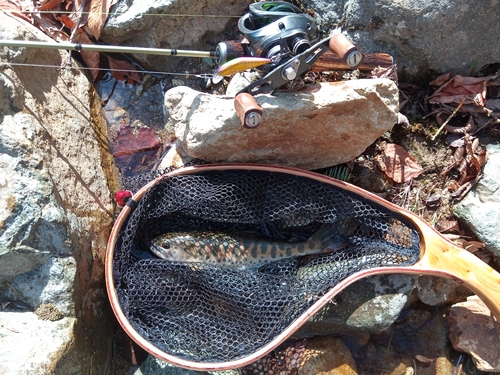 ヤマメの釣果