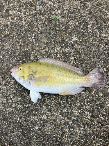 イラブチャーの釣果