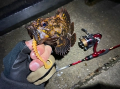 オウゴンムラソイの釣果