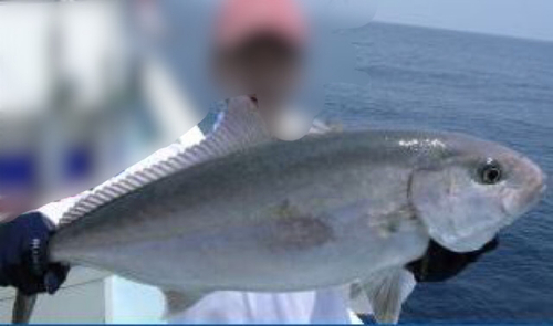 カンパチの釣果