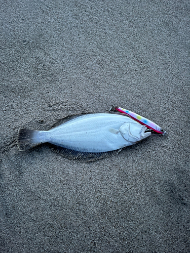 ソゲの釣果