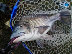 チヌの釣果