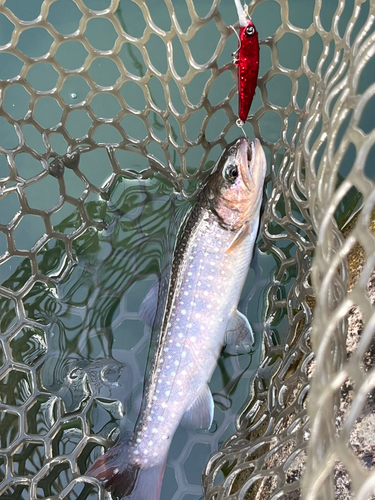 イワナの釣果