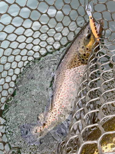 ブラウントラウトの釣果