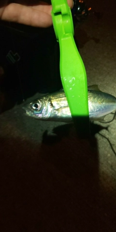 マアジの釣果