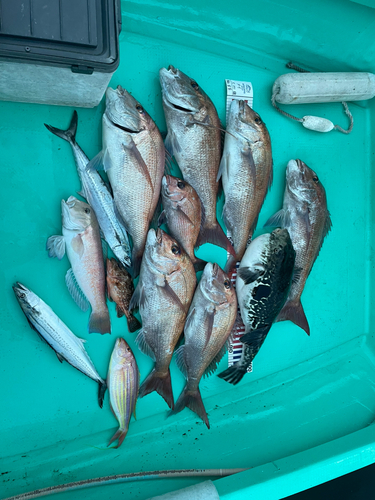 シロアマダイの釣果