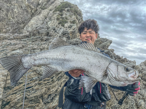 ヒラスズキの釣果