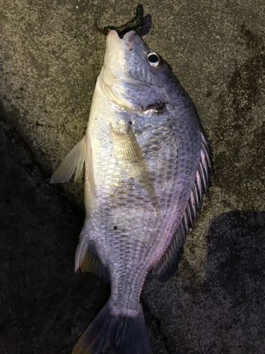 キチヌの釣果