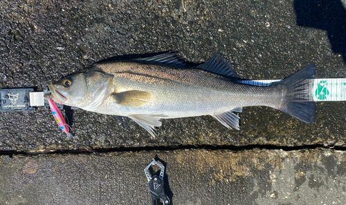 シーバスの釣果