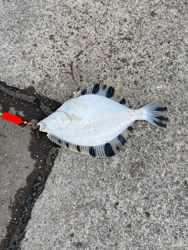 スナガレイの釣果