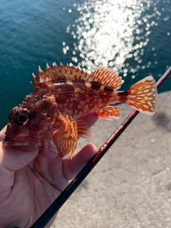 カサゴの釣果