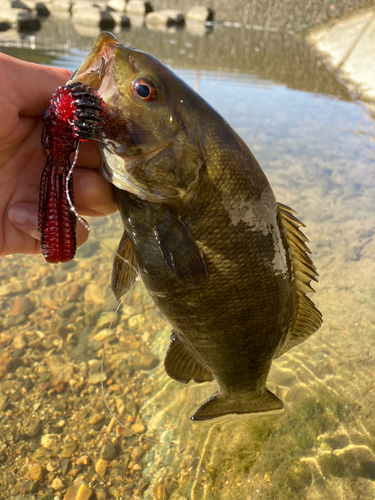 スモールマウスバスの釣果