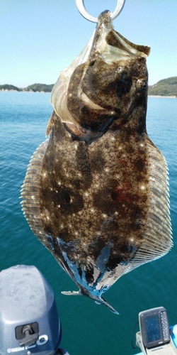 ヒラメの釣果