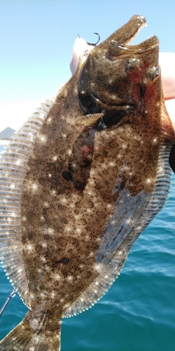 ヒラメの釣果